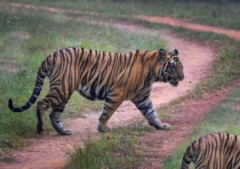 Tiger tracking in Chitwan National Park